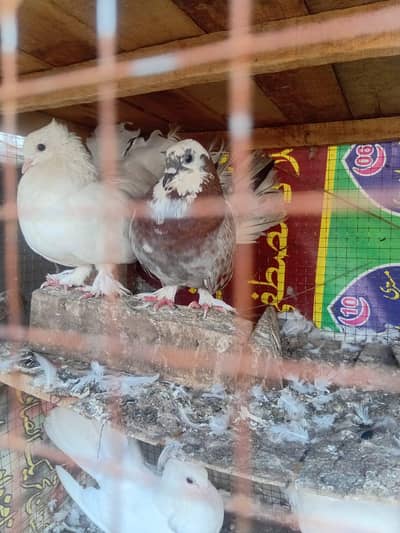 Australian laky lahori shirazi beautiful breeder pairs