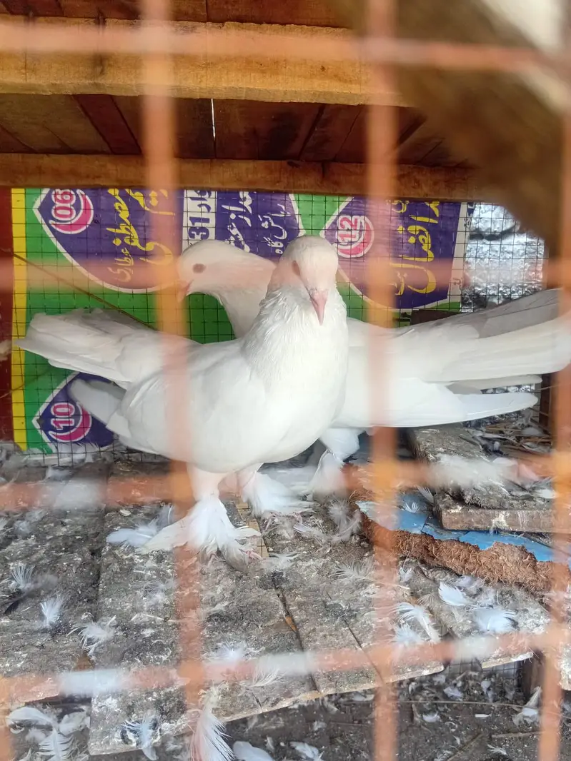 Australian laky lahori shirazi beautiful breeder pairs — photo 2