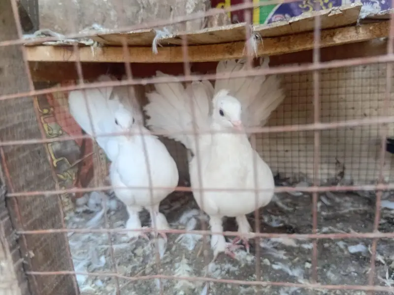 Australian laky lahori shirazi beautiful breeder pairs — photo 3