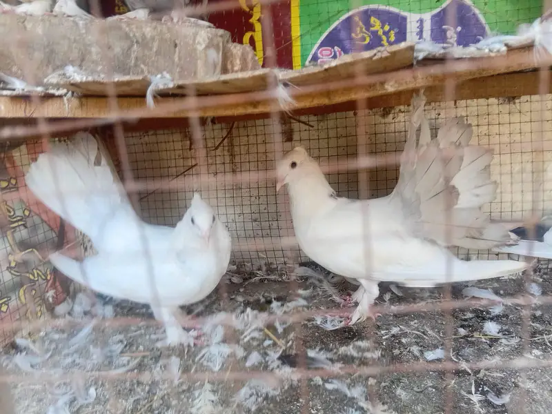 Australian laky lahori shirazi beautiful breeder pairs — photo 4