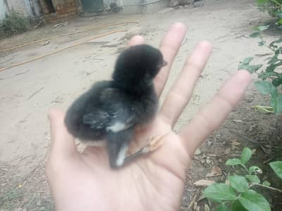aseel miyyawali muskhaa murghee with 4 jawa chicks for sale