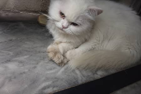 Persian cat for sale