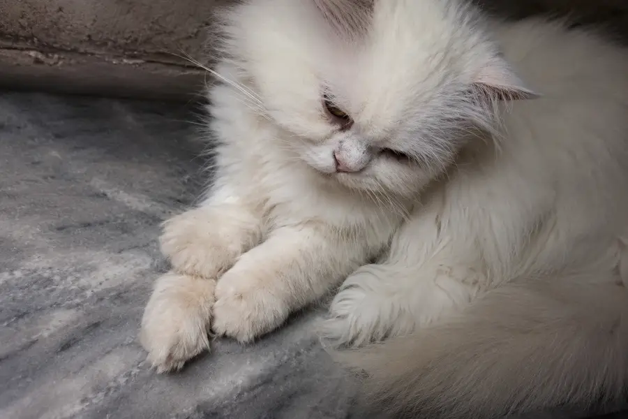 Persian cat for sale — photo 2