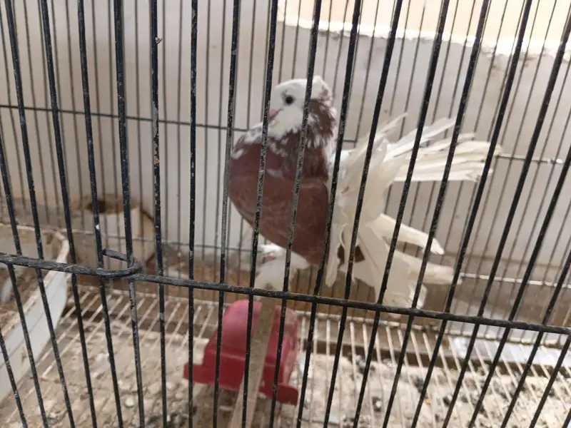 lakka pigeons pair and 3 young chiks — photo 3