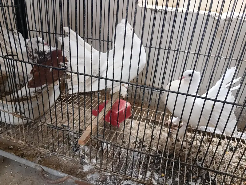 lakka pigeons pair and 3 young chiks — photo 4