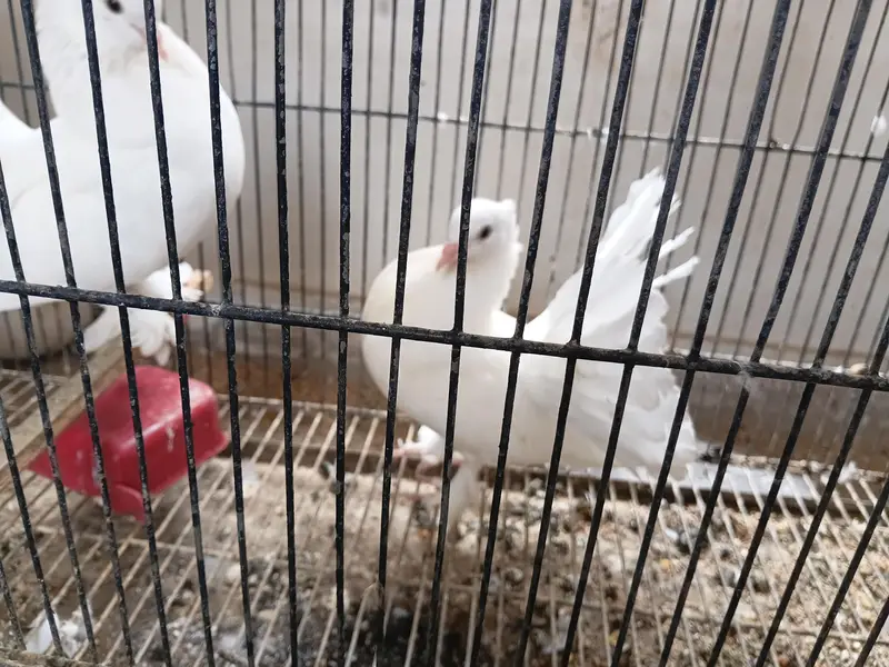 lakka pigeons pair and 3 young chiks — photo 5