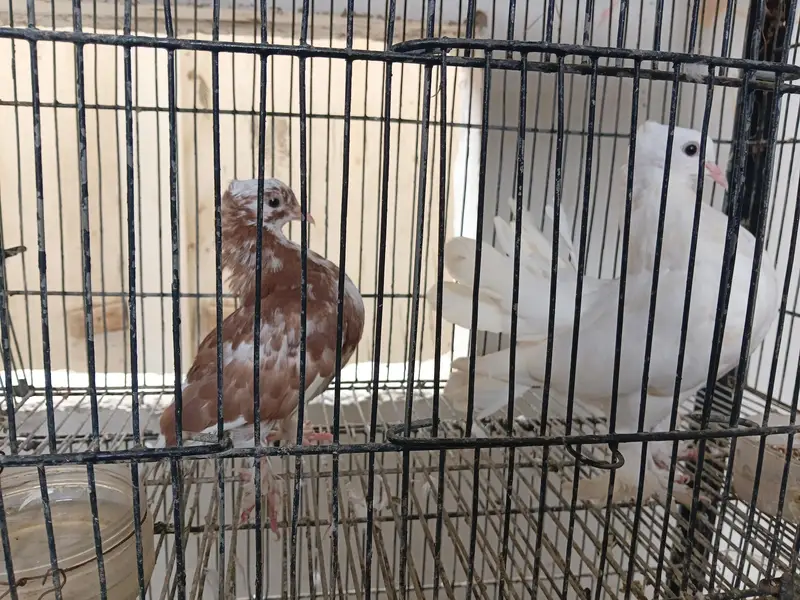 lakka pigeons pair and 3 young chiks — photo 6