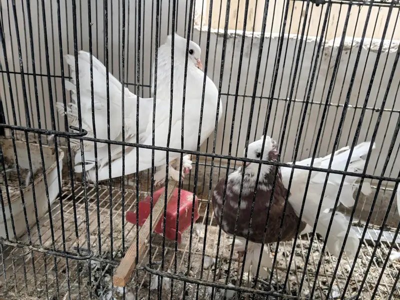 lakka pigeons pair and 3 young chiks — photo 7