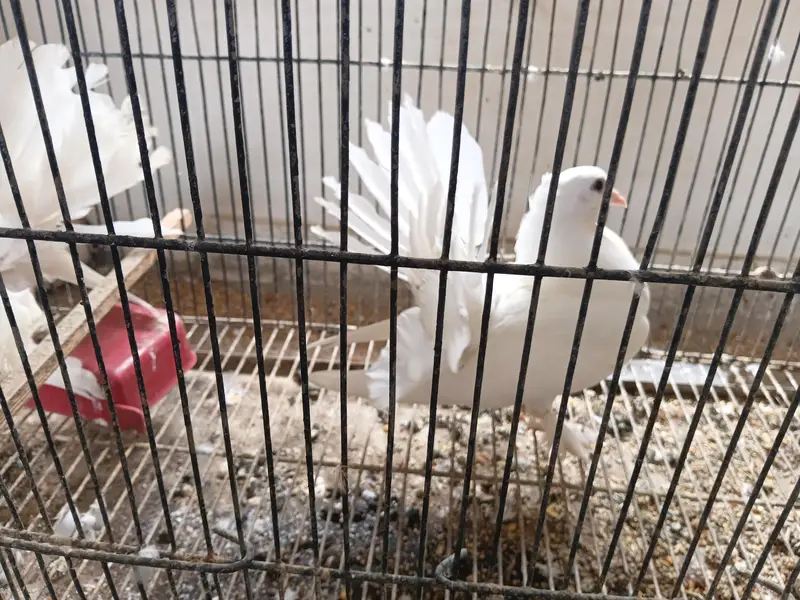 lakka pigeons pair and 3 young chiks — photo 9