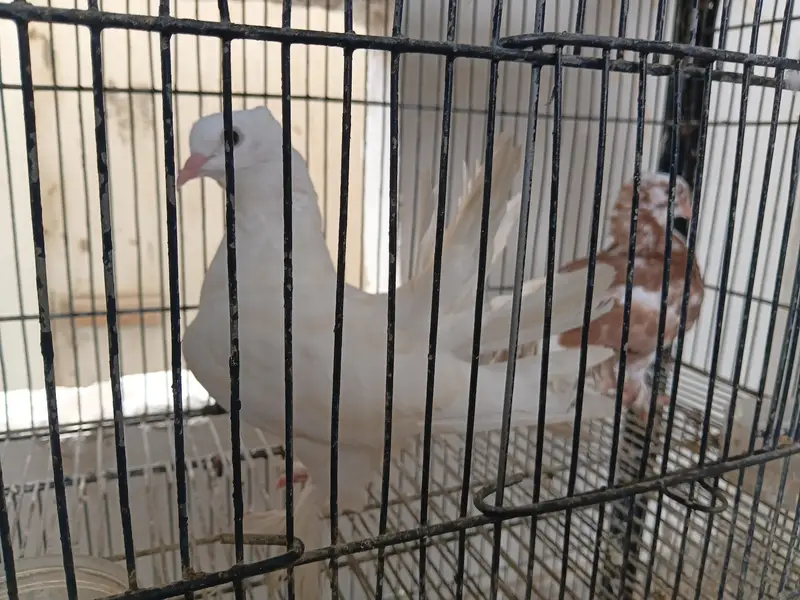 lakka pigeons pair and 3 young chiks — photo 10