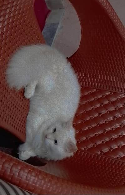 two Persian female cat's for sale