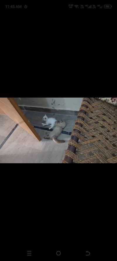 White Persian female for sale