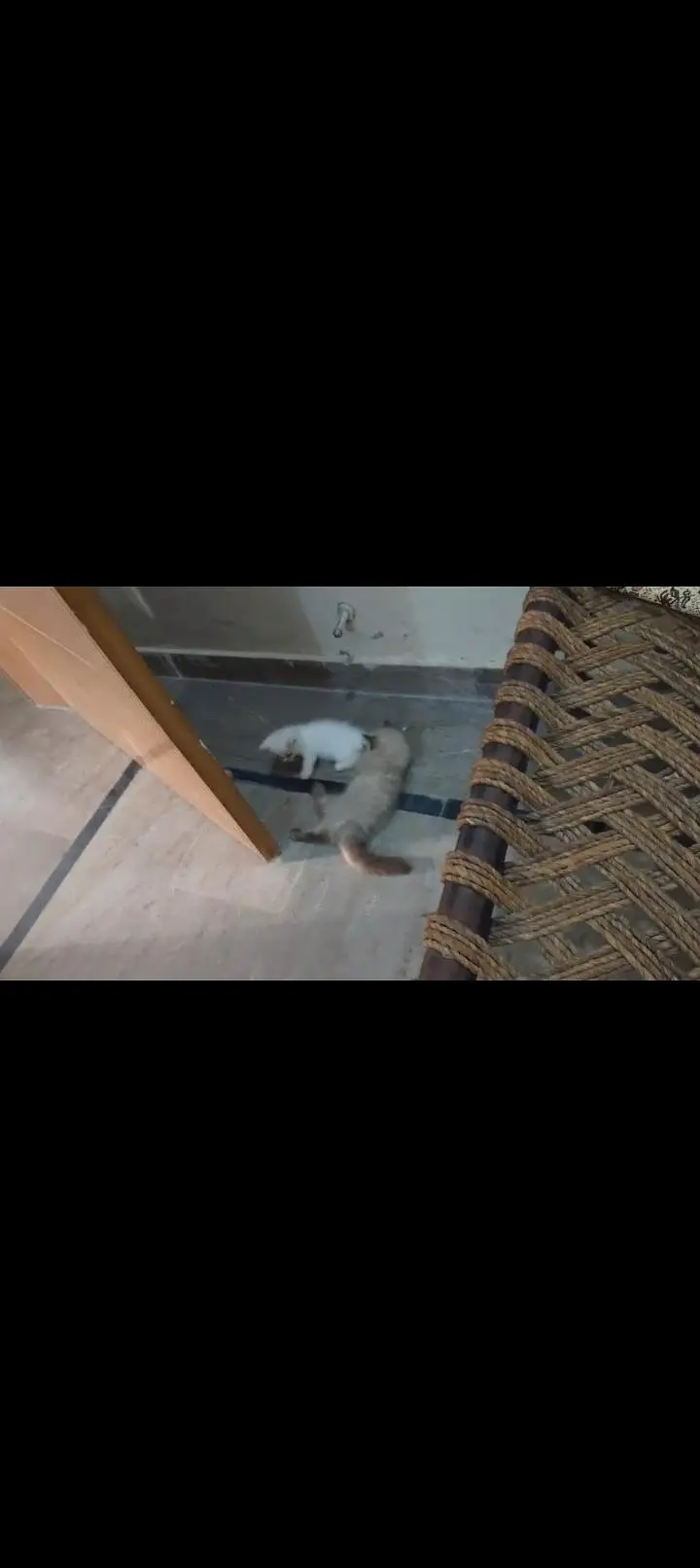 White Persian female for sale — photo 3