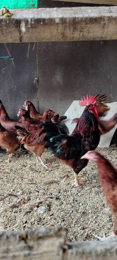 rir rhoad island red rir female foresale per pic 2500