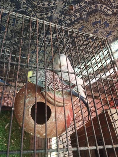 Healthy Breeder pairs Available