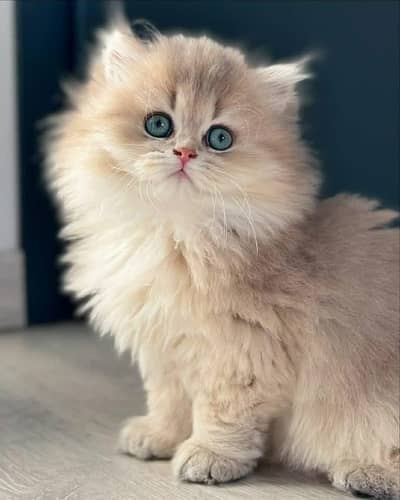 Cat | Persian | kittens |  Blue eyes | Kitty O348O163O63 WA^⁠_⁠^^⁠_⁠^