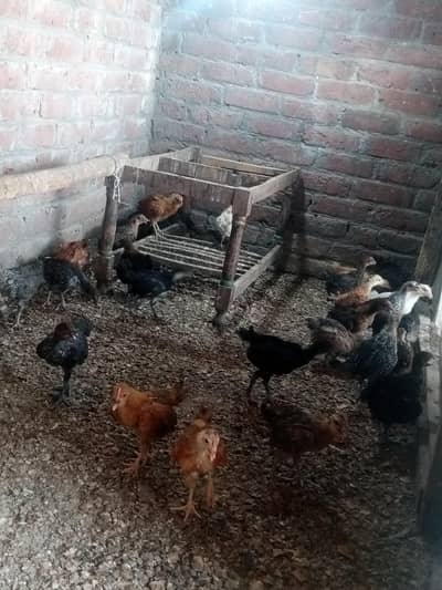 Golden misri chicks Available