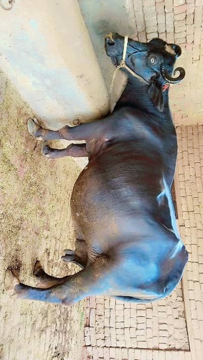Bufaloo pure black