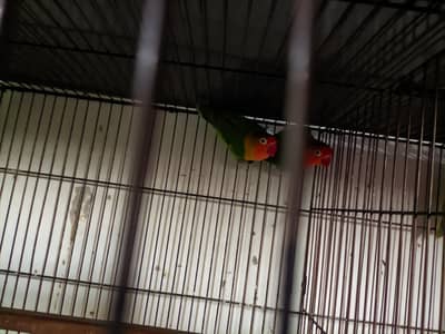 3 Active Breeding Pairs of Love Birds | Healthy & Home Bred