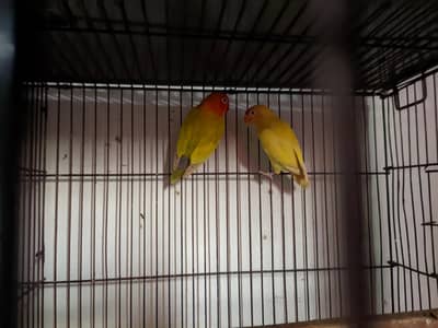 3 Active Breeding Pairs of Love Birds | Healthy & Home Bred