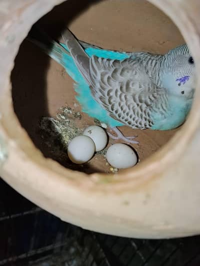 Australian breeder pair with egg