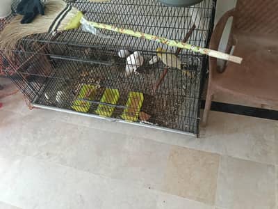 Eno cocktail parrot breeder pairs