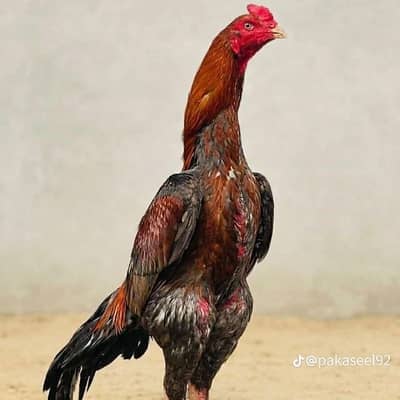 male for sale and Exchange Possible