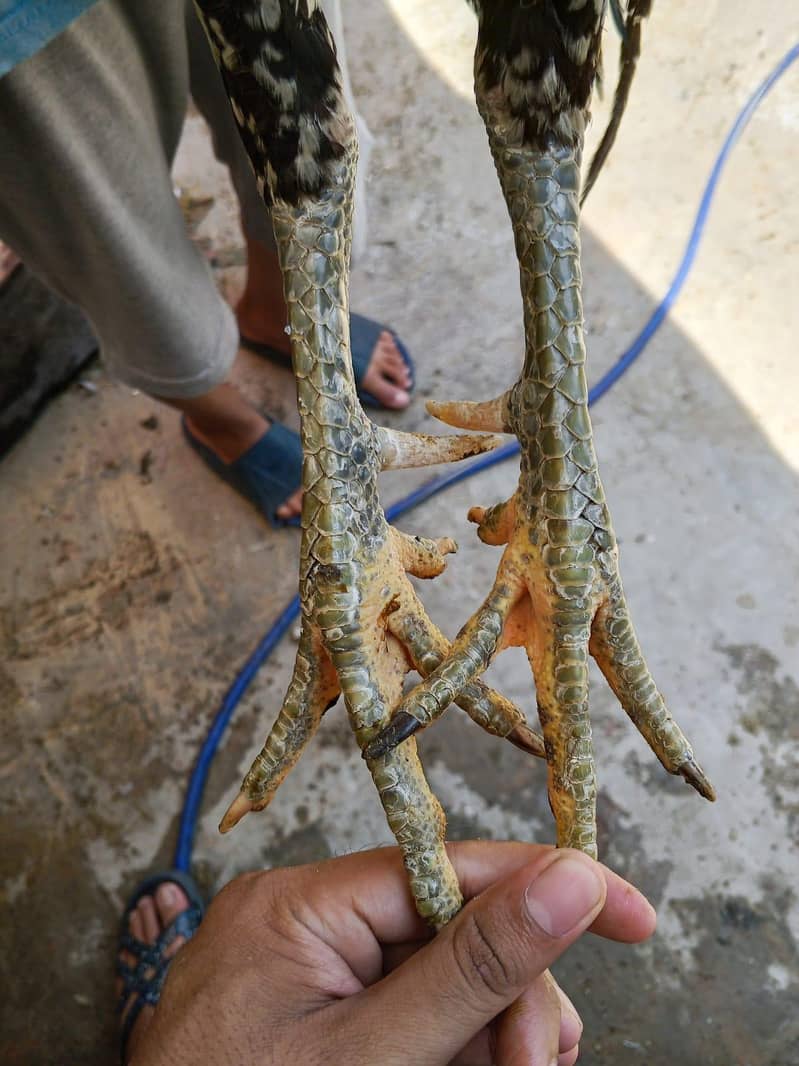 breeder pair 4