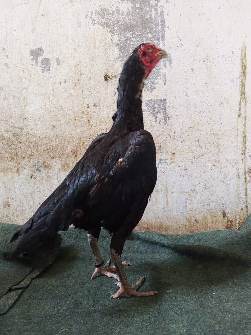 breeder pair 8
