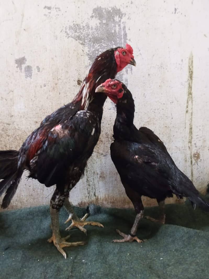 breeder pair 9
