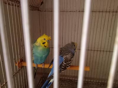Black wings and hogoromo adult pairs