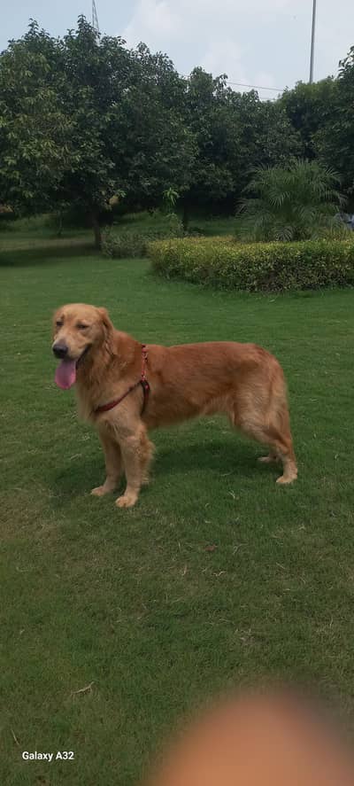 Golden Retriver Male