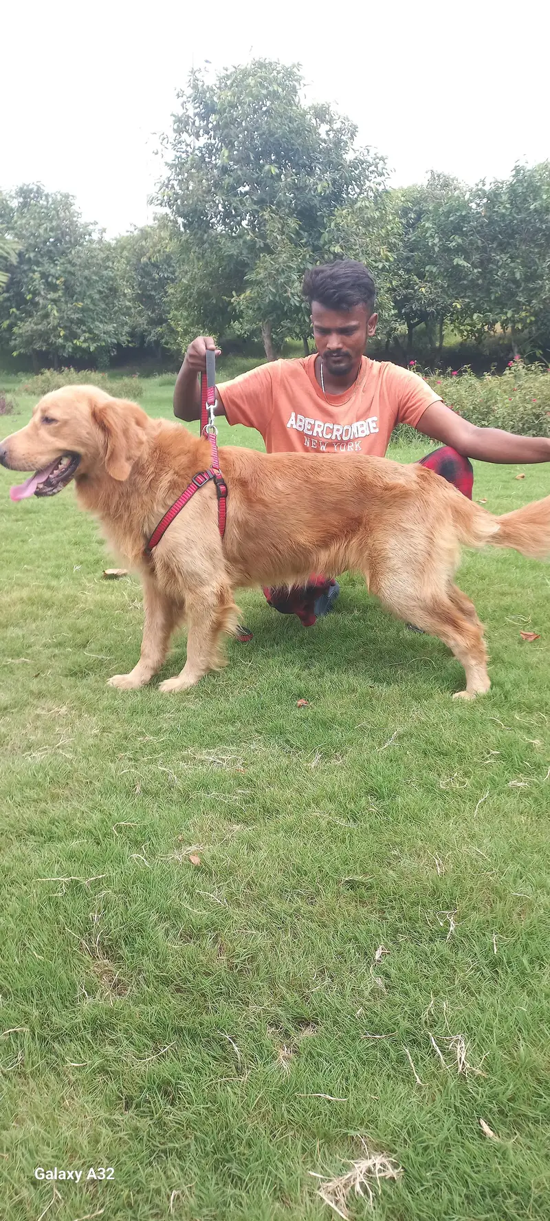 Golden Retriver Male — photo 2