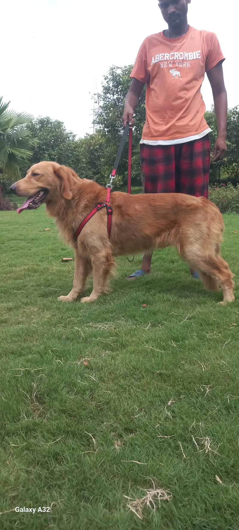Golden Retriver Male — photo 3