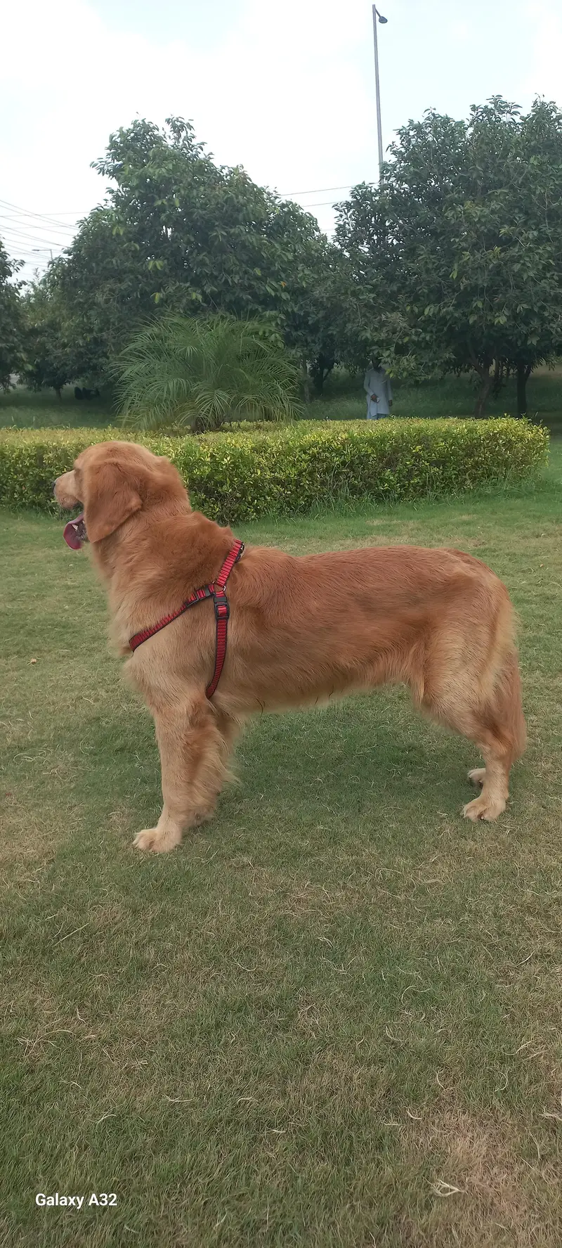 Golden Retriver Male — photo 4