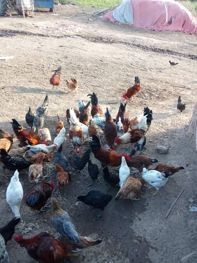 Golden misri bird for sale 1200 per kg