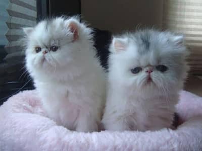 Cat | Persian | kittens |  Blue eyes | Kitty O348O163O63 WA^⁠_⁠^^⁠_⁠^