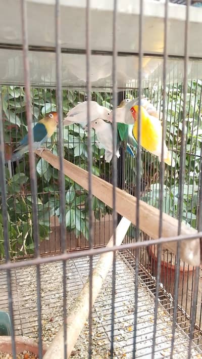 love birds and atrealian