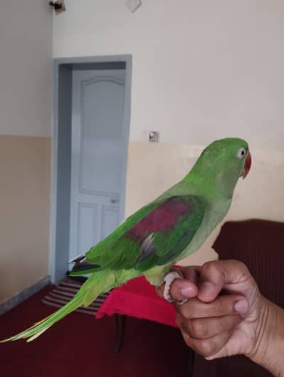 Raw Parrot  0321-6000426