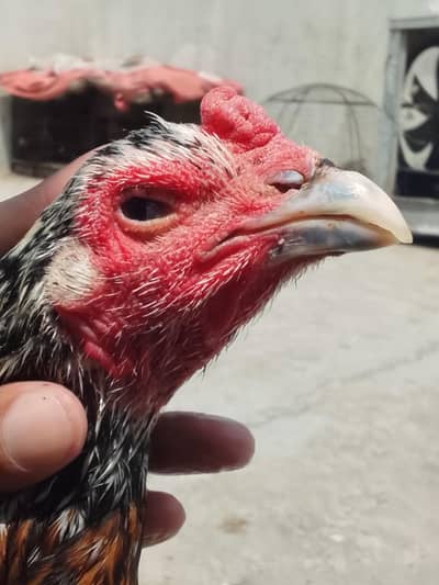 high quality Thai aseel chicks