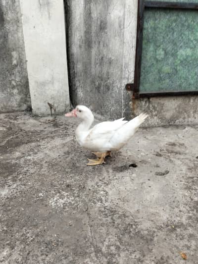 Muscovy duck only 2000 each