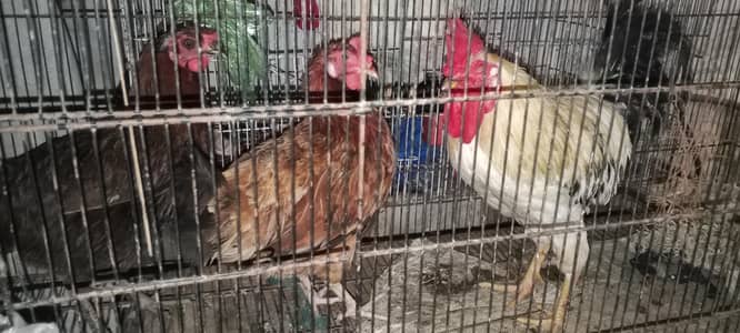 Hens/silver /foan Jawa/lutino /lutino pasnata/