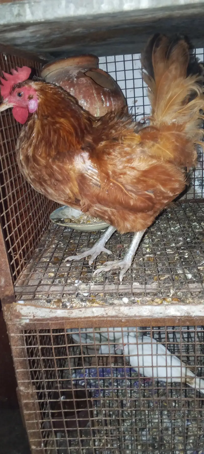 Hens/silver /foan Jawa/lutino /lutino pasnata/ — photo 2