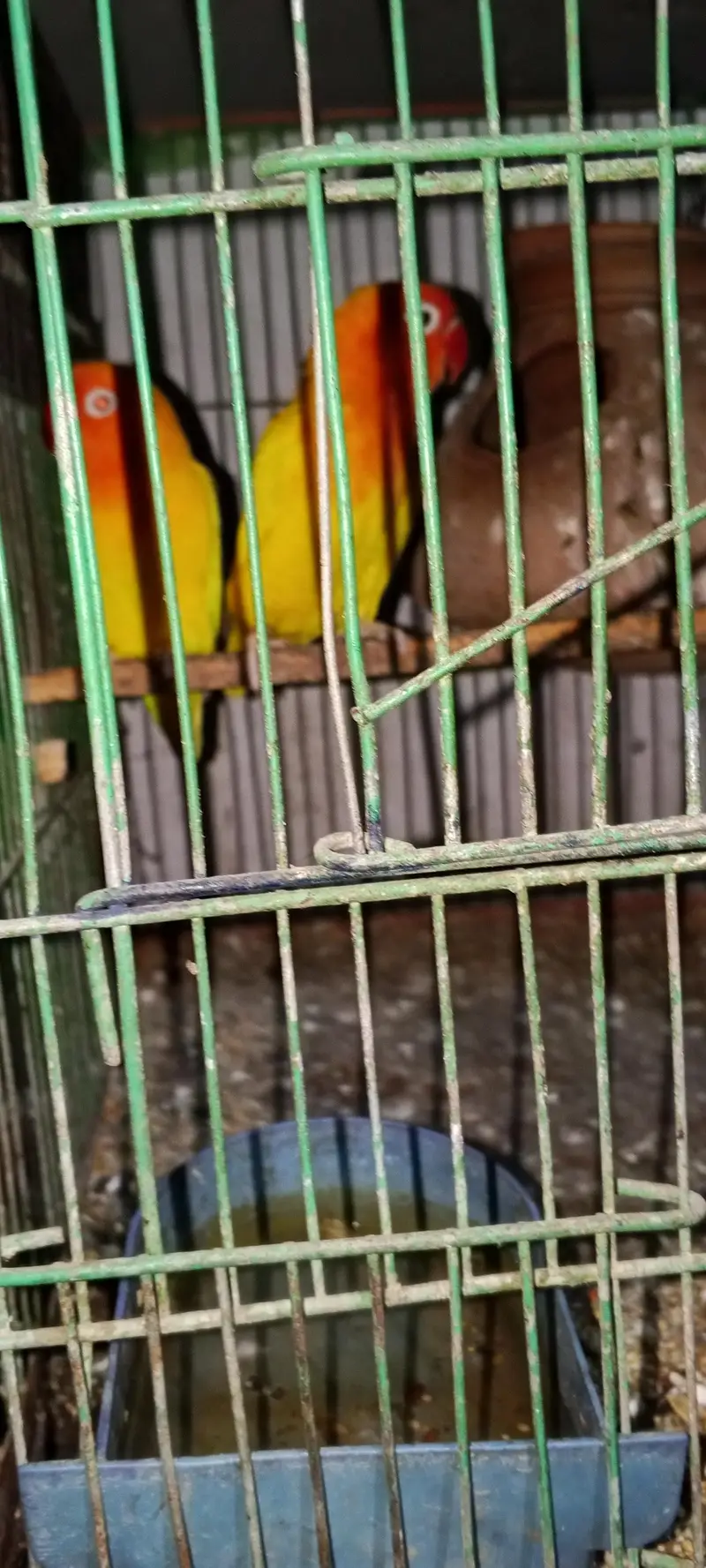 Hens/silver /foan Jawa/lutino /lutino pasnata/ — photo 4
