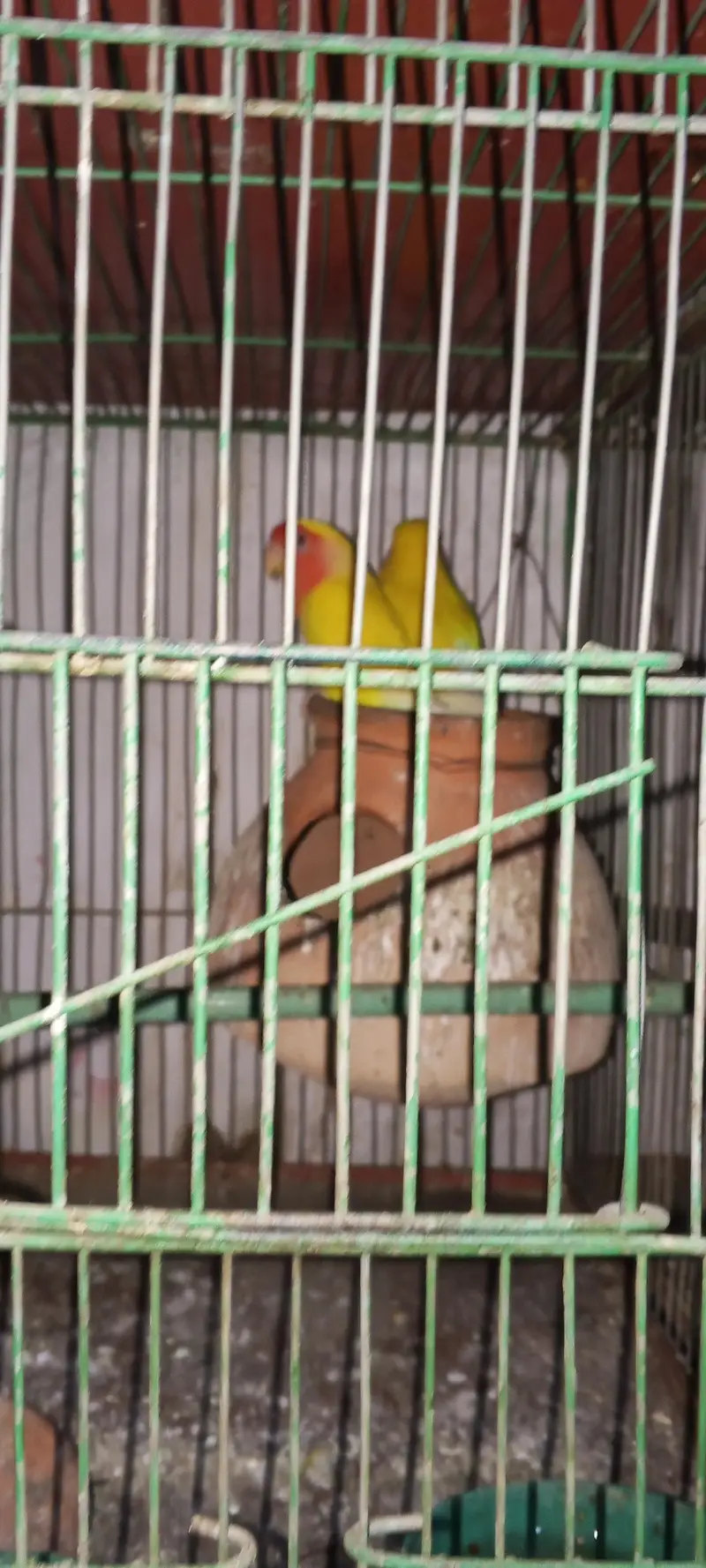 Hens/silver /foan Jawa/lutino /lutino pasnata/ — photo 5