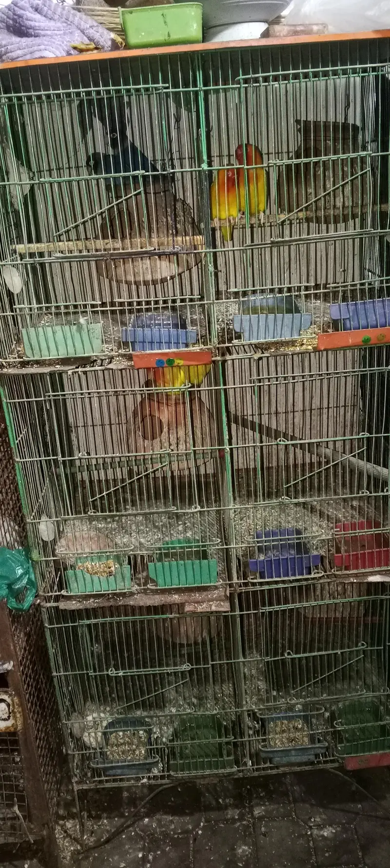 Hens/silver /foan Jawa/lutino /lutino pasnata/ — photo 6
