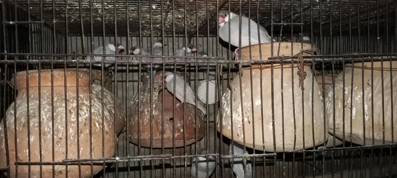 Hens/silver /foan Jawa/lutino /lutino pasnata/ — photo 7