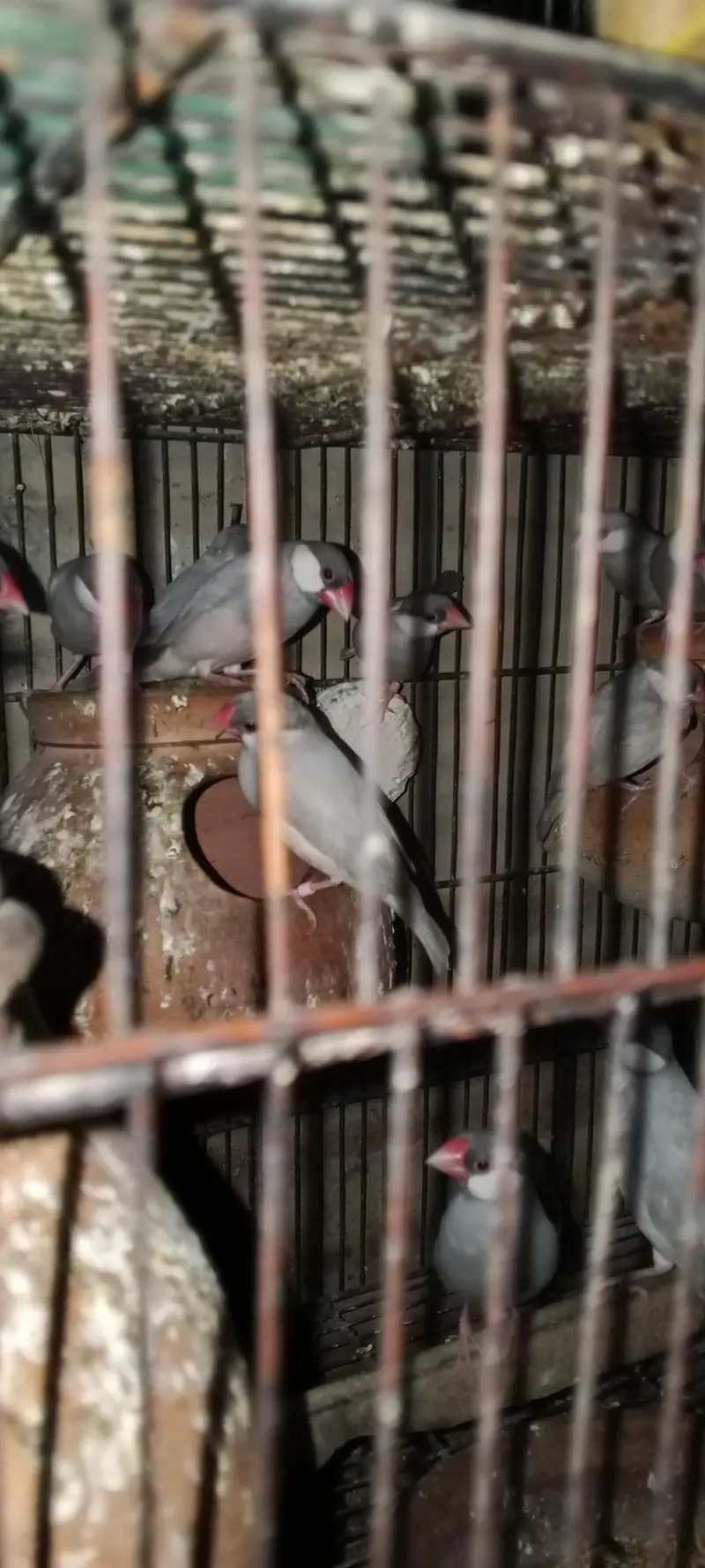 Hens/silver /foan Jawa/lutino /lutino pasnata/ — photo 8