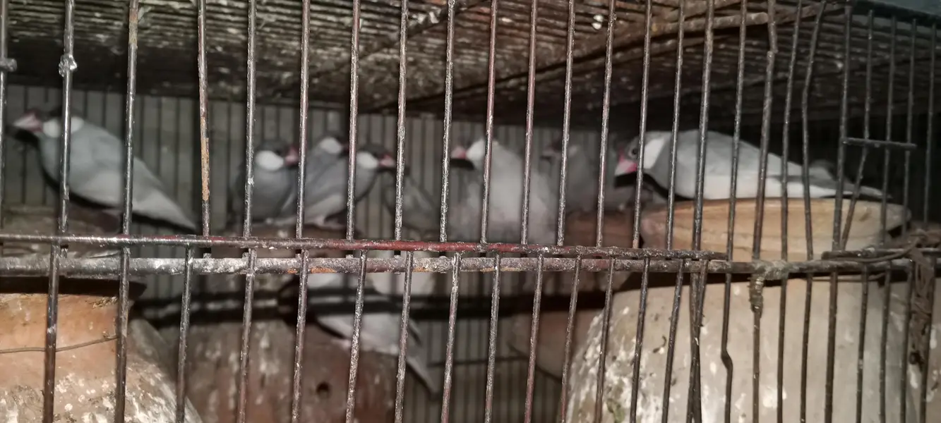 Hens/silver /foan Jawa/lutino /lutino pasnata/ — photo 10
