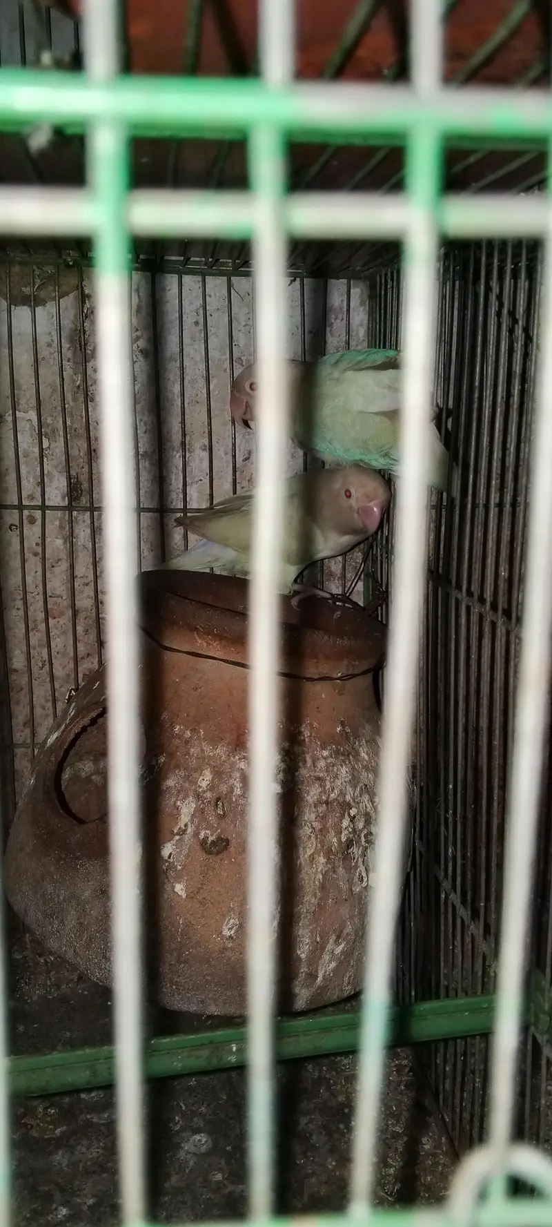 Hens/silver /foan Jawa/lutino /lutino pasnata/ — photo 11